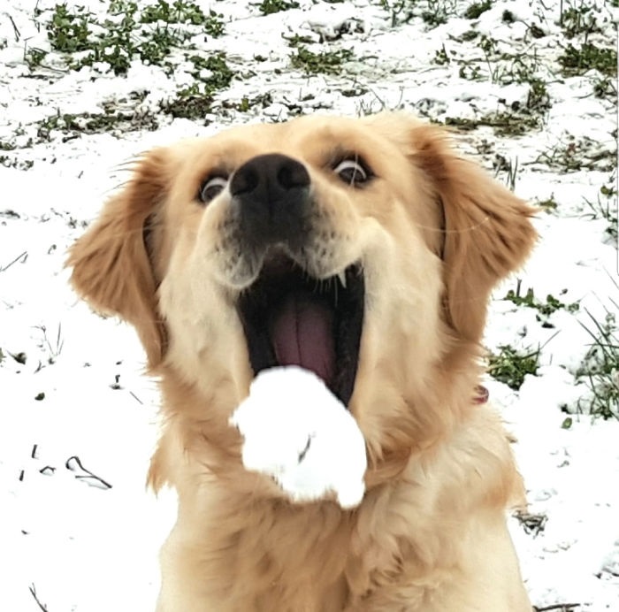 Esses animais viram neve pela primeira vez e seus donos registraram como foi esse encontro