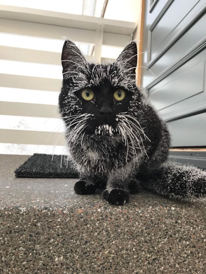 Esses animais viram neve pela primeira vez e seus donos registraram como foi esse encontro