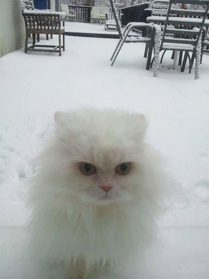 Esses animais viram neve pela primeira vez e seus donos registraram como foi esse encontro