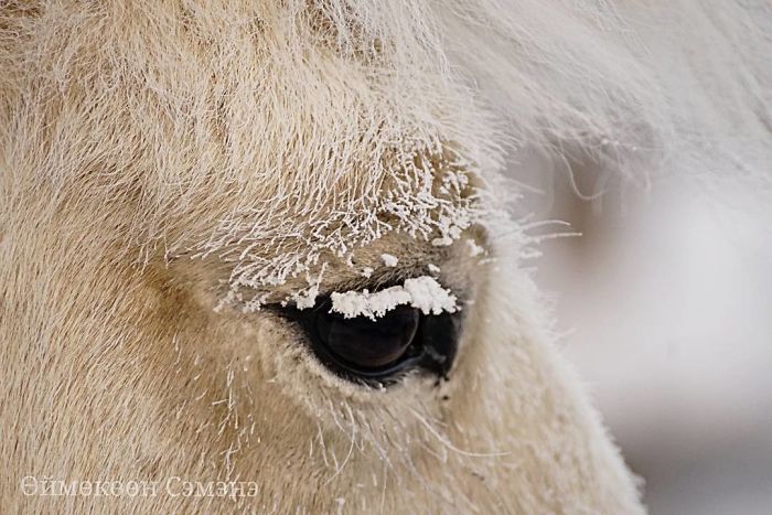 Oymyakon é uma vila remota da Sibéria é considerada o 