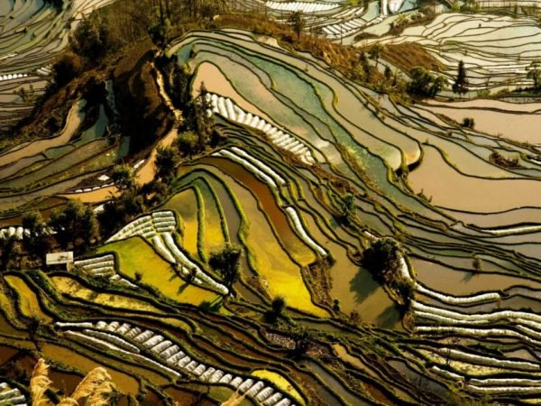 Terraços de arroz de Yunnan, China