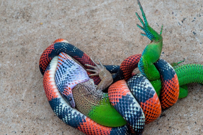 Coral devora lagarto em Bauru