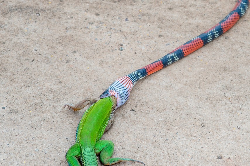 Coral devora lagarto em Bauru
