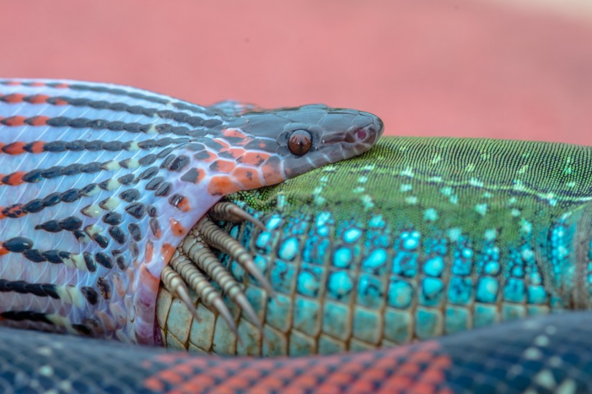 Coral devora lagarto em Bauru