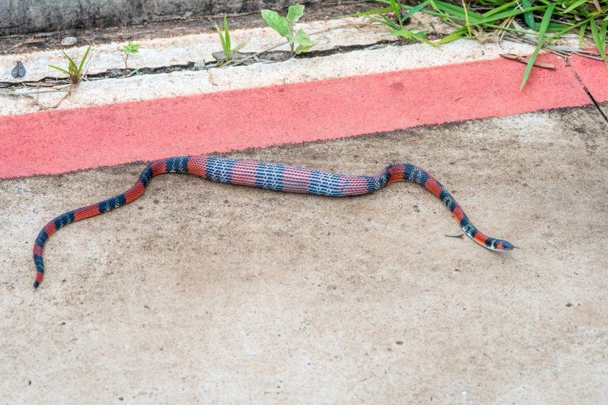 Coral devora lagarto em Bauru