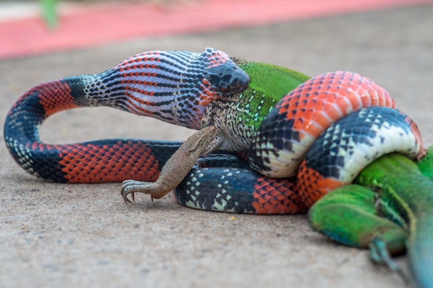 Coral devora lagarto em Bauru