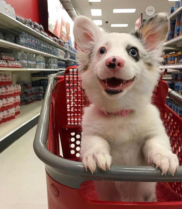 Cachorrinha feliz