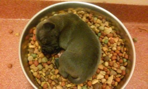 Fotos tiradas por cuidadores de animais