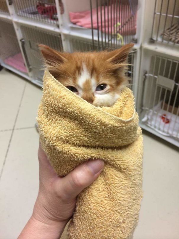 Fotos tiradas por cuidadores de animais