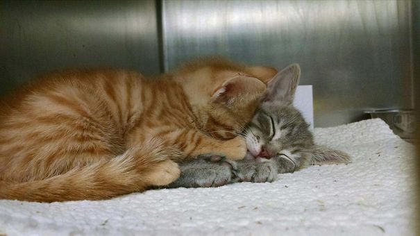 Fotos tiradas por cuidadores de animais