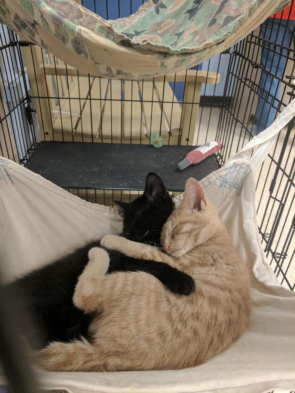 Fotos tiradas por cuidadores de animais