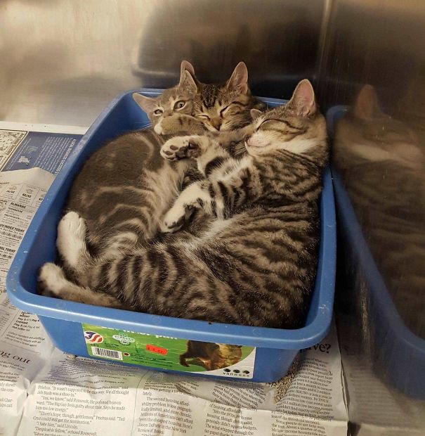 Fotos tiradas por cuidadores de animais