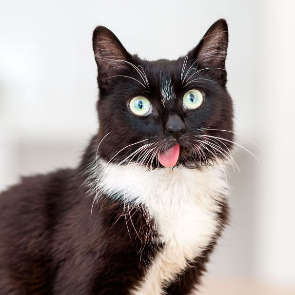 Fotos tiradas por cuidadores de animais