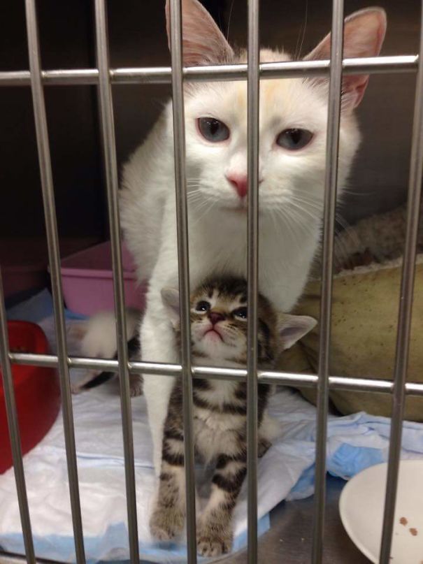 Fotos tiradas por cuidadores de animais