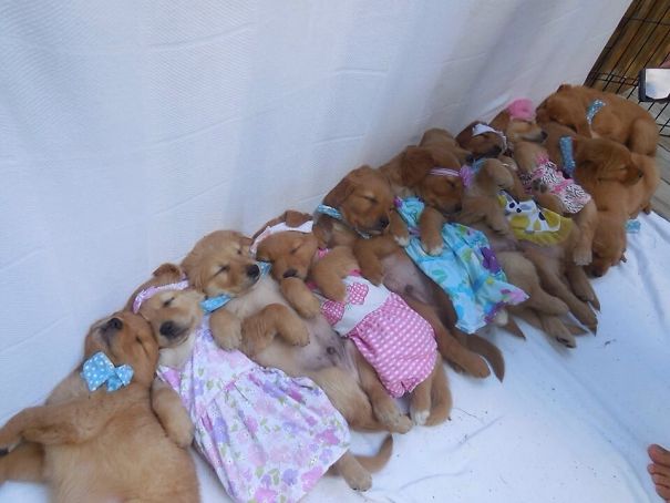 Fotos tiradas por cuidadores de animais