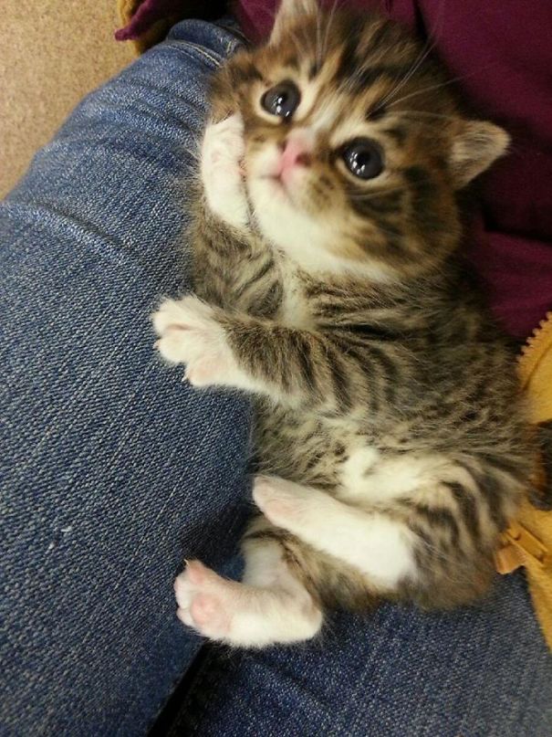 Fotos tiradas por cuidadores de animais