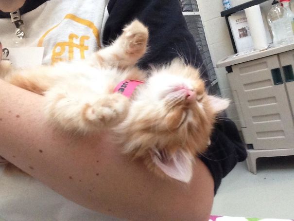 Fotos tiradas por cuidadores de animais
