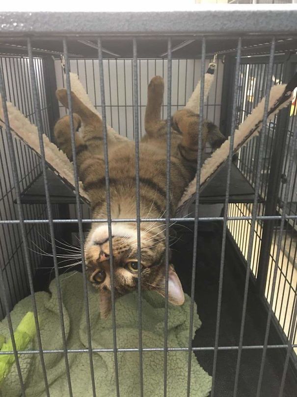 Fotos tiradas por cuidadores de animais