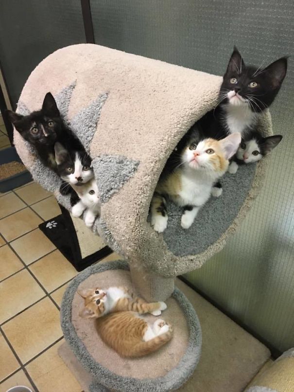 Fotos tiradas por cuidadores de animais