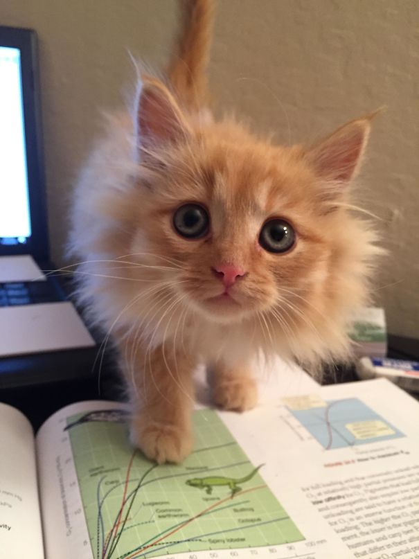 Fotos tiradas por cuidadores de animais