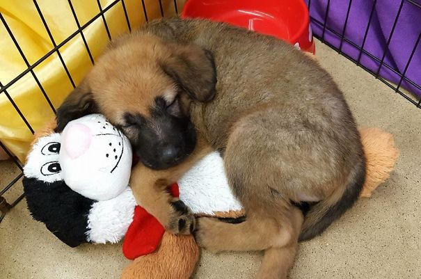 Fotos tiradas por cuidadores de animais