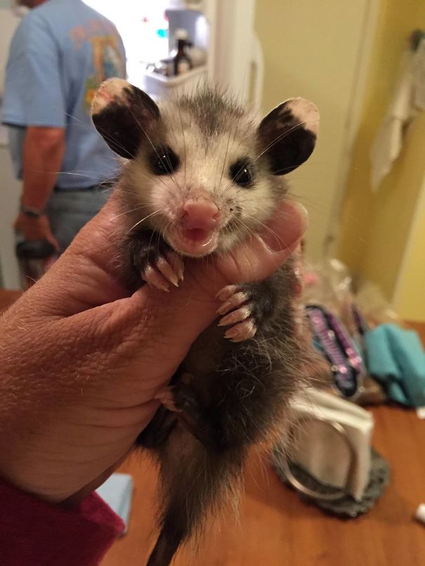 Fotos tiradas por cuidadores de animais