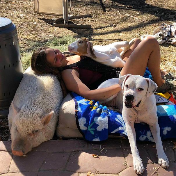 Fotos tiradas por cuidadores de animais