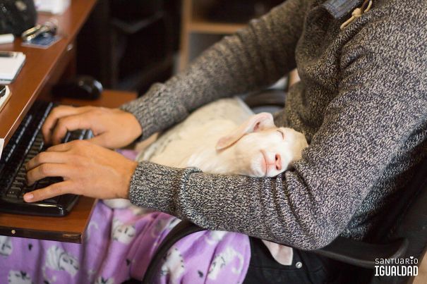 Fotos tiradas por cuidadores de animais