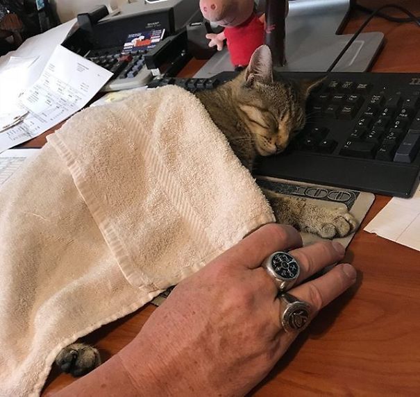 Fotos tiradas por cuidadores de animais