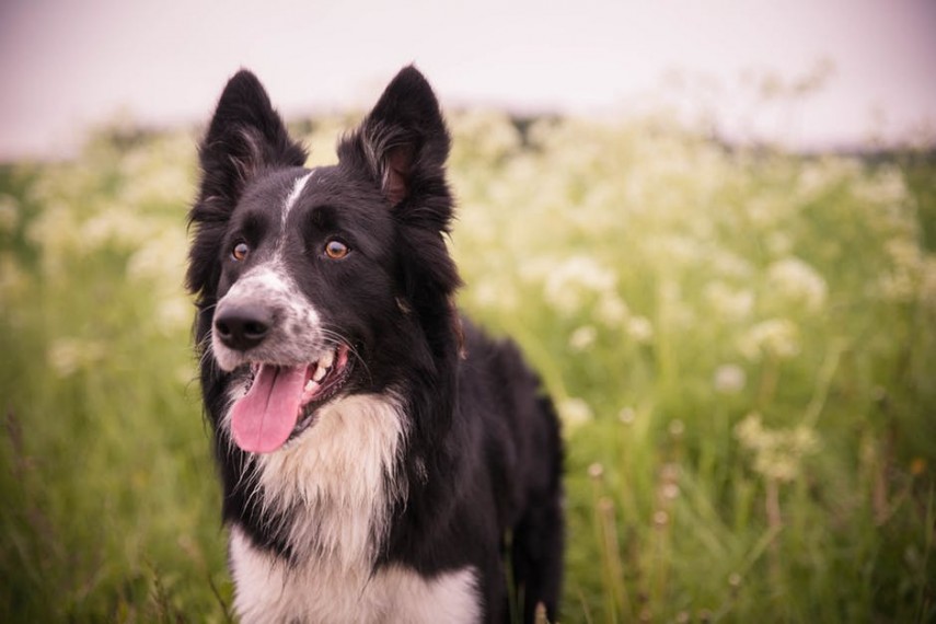 Dificilmente uma lista com os cachorros mais inteligentes não vai contar com o Border Collie: se isso acontecer, podemos dizer que a lista está errada. Essa raça é conhecida mundialmente pela sua capacidade incrível de pastoreio de ovelhas, além de sua inteligência ímpar, instintos extraordinários e habilidade para realizar os mais variados serviços caninos.