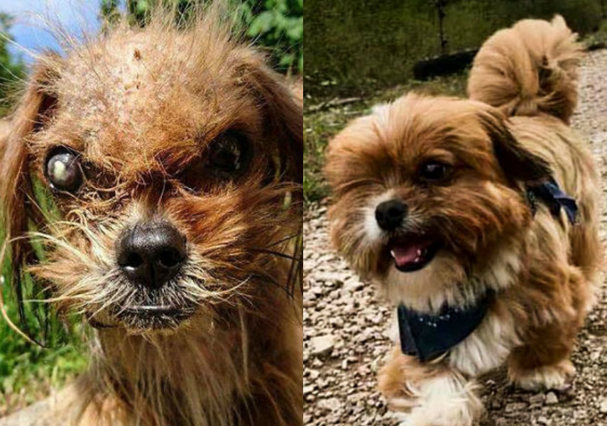 Cachorro de rua se transforma após ser adotado