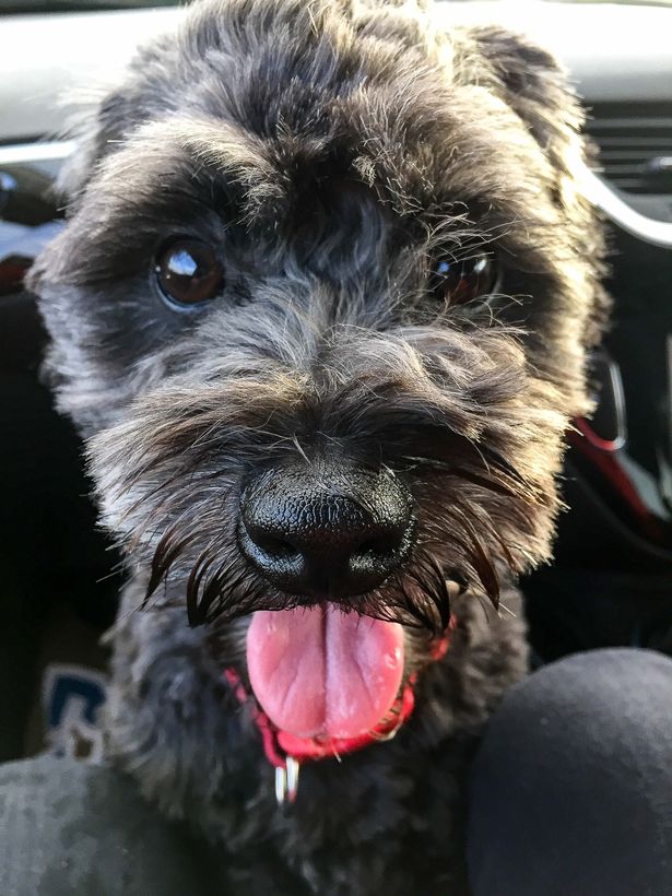 Um cachorro tem feito sucesso na internet por se camuflar perfeitamente com o tapete da sala de estar de seus donos. O casal mesmo acaba sempre tropeçando no 