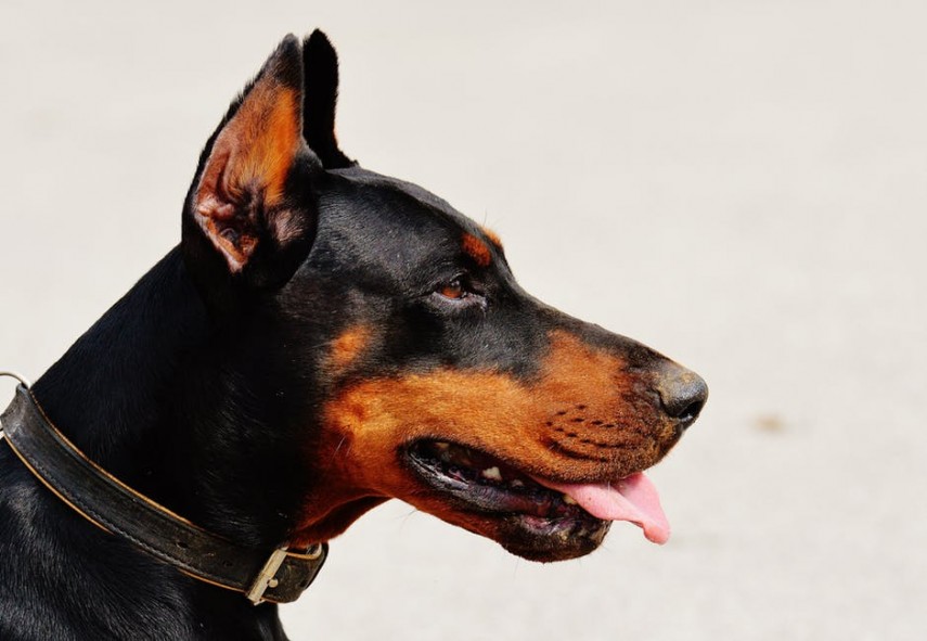 Essa raça é conhecida pela sua vitalidade e também pela velocidade, o que faz dele um excelente cão de combate. Ele foi criado exatamente para isso: atuar como um protetor. O Doberman Pinscher pode ser usado como cão policial e até mesmo em guerras, já que suas características físicas são perfeitas para tais finalidades. Além disso, é claro, a raça está entre os cachorros mais inteligentes, já que pode aprender tudo isso com facilidade.  