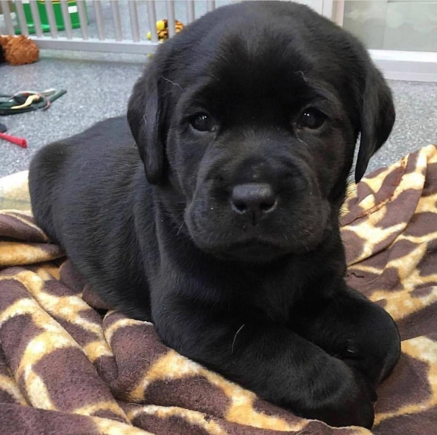 Os labradores, bastante parecidos com o Golden Retriever, se encontram entre os cães mais inteligentes do mundo e podem desempenhar as mais variadas tarefas esportivas, o que o torna praticamente um cachorro atleta. Com pelo batido, patas grandes e uma cauda bem pesada, os labradores se dão muito bem na natação e são capazes de percorrer longas distâncias na água. Além dessas proezas como caçador, os labradores são espécies ideais para resgates aquáticos, trabalhos terapêuticos e treinamento de outros cães.