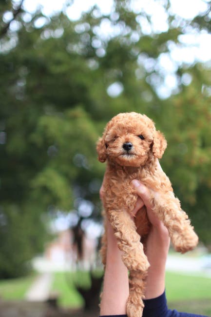 Muito se engana que essa raça é conhecida apenas por causa dos pelos: os poodles são alguns dos cachorros mais inteligentes que existem. Eles vieram da Alemanha e eram usados para caçar pássaros e também para resgates aquáticos. Os poodles são cachorros que já foram responsáveis por várias tarefas, desde o pastoreio de ovelhas até o abastecimento de suprimentos aos feridos nos campos de batalha. Algumas características marcantes dessa raça são o amor, a aptidão para treinamentos e até mesmo o senso de humor. 