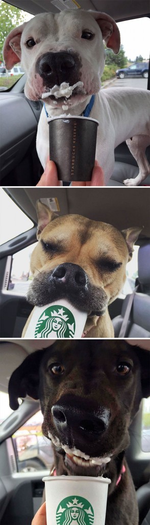 Fotos tiradas por cuidadores de animais