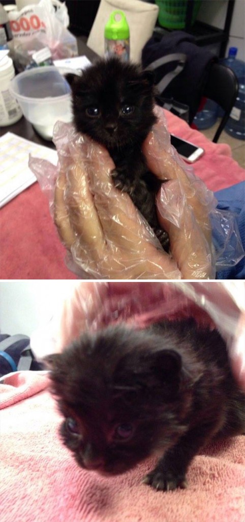 Fotos tiradas por cuidadores de animais