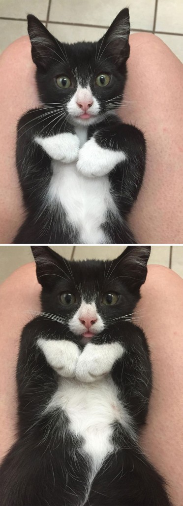 Fotos tiradas por cuidadores de animais