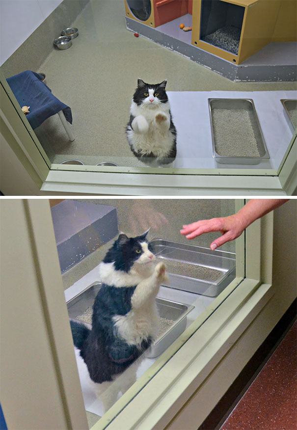Fotos tiradas por cuidadores de animais
