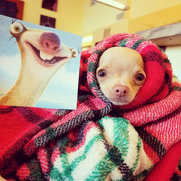 Fotos tiradas por cuidadores de animais