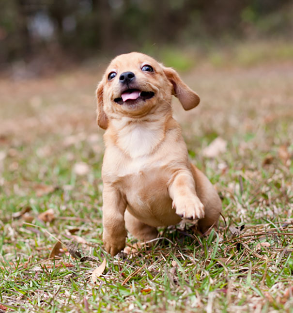 Fotos tiradas por cuidadores de animais