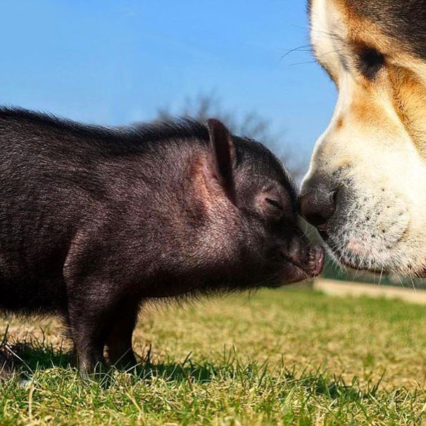 Fotos tiradas por cuidadores de animais