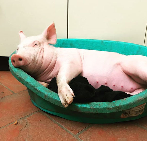 Fotos tiradas por cuidadores de animais