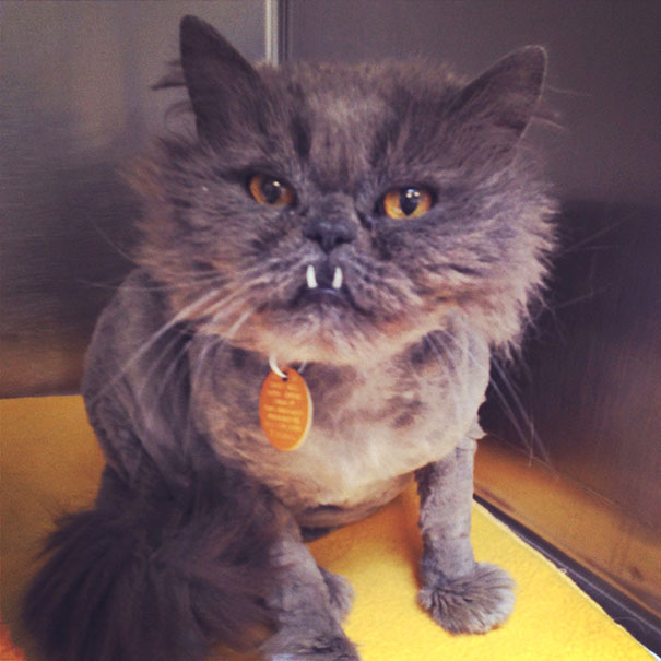 Fotos tiradas por cuidadores de animais