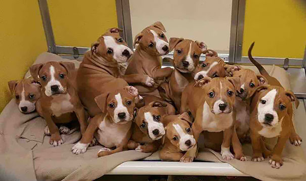 Fotos tiradas por cuidadores de animais