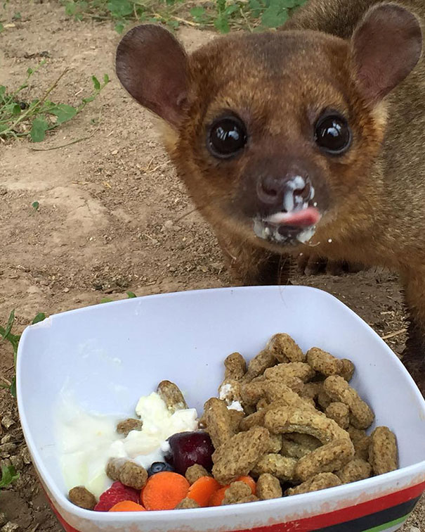 Fotos tiradas por cuidadores de animais