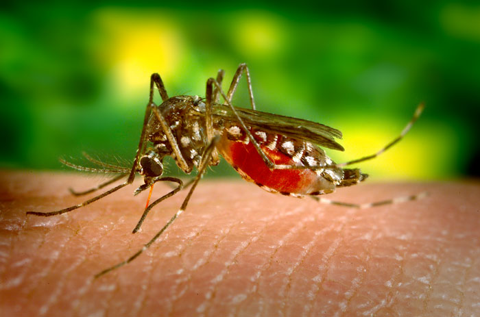 Verdade. A vacinação é a única forma eficaz de prevenir a febre amarela