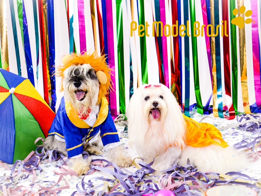 Cachorros vestem fantasias para Carnaval