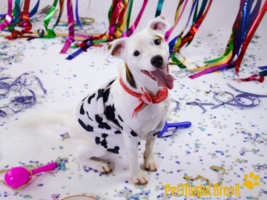 Cachorros vestem fantasias para Carnaval