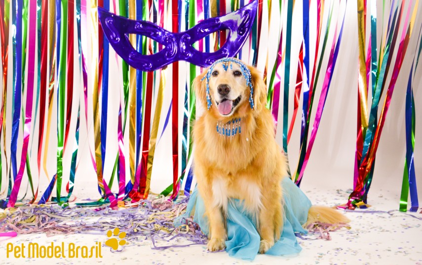 Cachorros vestem fantasias para Carnaval